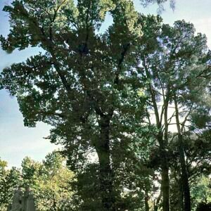 Jonge Ulmus minor ‘Retiro’ boom met groen blad in parkachtige omgeving.