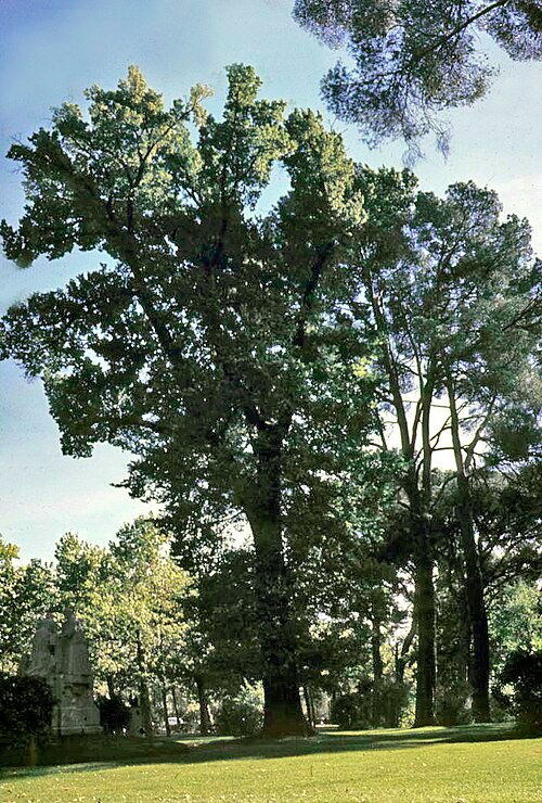 Jonge Ulmus minor ‘Retiro’ boom met groen blad in parkachtige omgeving.