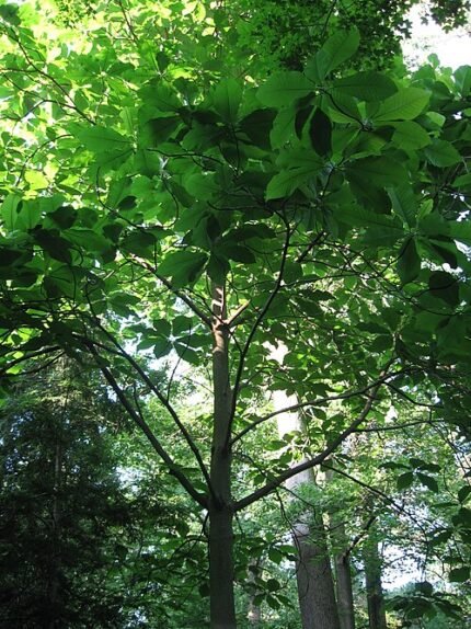 Grote witte bloem van Magnolia macrophylla in close-upweergave.