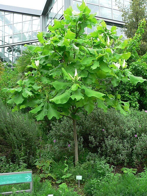 Prachtige Magnolia ashei bloem in volle bloei.