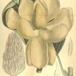 Magnolia delavayi bloeiende witte bloem met groene bladeren.