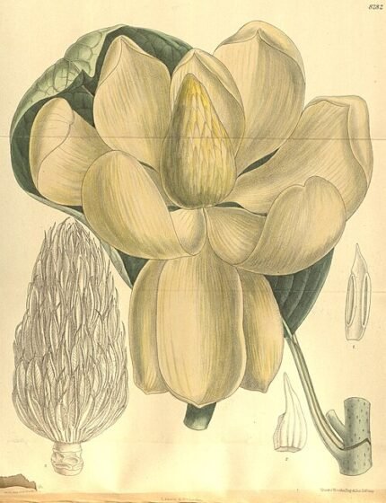 Magnolia delavayi bloeiende witte bloem met groene bladeren.