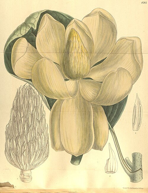 Magnolia delavayi bloeiende witte bloem met groene bladeren.