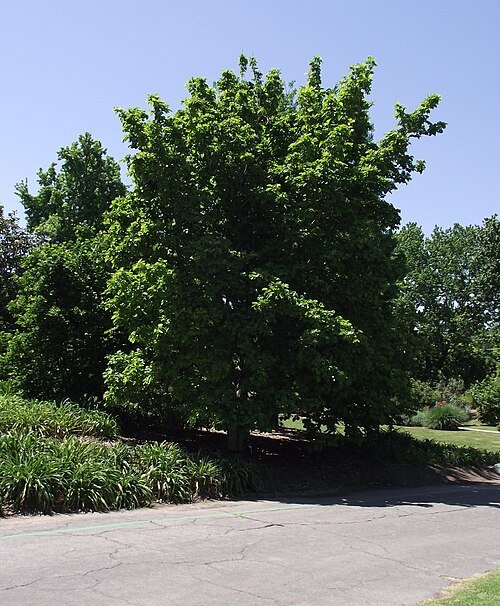 Magnolia ʽElizabeth’ bloemen in volle bloei.