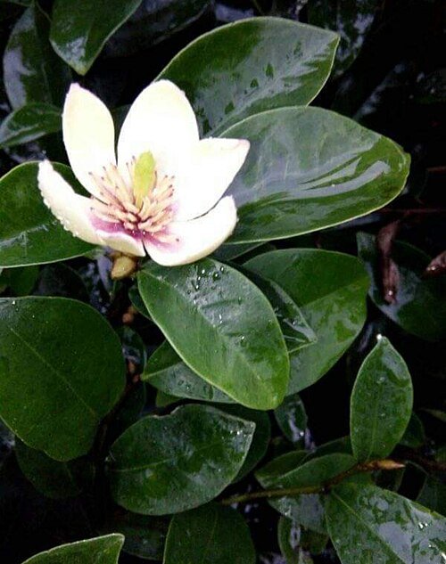 Magnolia figo bloemen op een heldere dag.