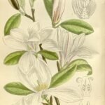 Magnolia kobus bloemen in volle bloei met witte bloemblaadjes.