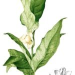 Magnolia liliifera bloem in close-up, witte bloemblaadjes tegen groen blad.