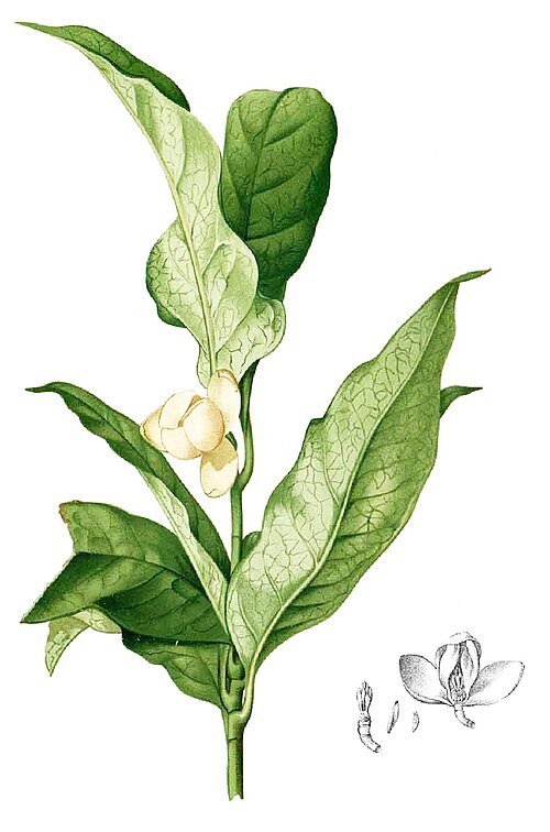 Magnolia liliifera bloem in close-up, witte bloemblaadjes tegen groen blad.