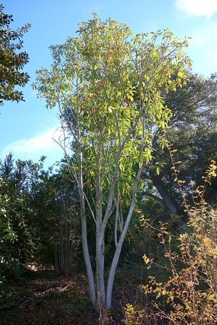 Prachtige Magnolia maudiae bloem in Quarryhill Botanische Tuin.