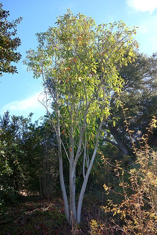 Prachtige Magnolia maudiae bloem in Quarryhill Botanische Tuin.