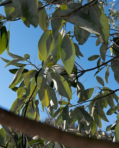 Magnolia virginiana - Witte bloemen op groene bladeren in schaduwrijke omgeving.