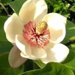 Magnolia ×wieseneri bloeiende roze bloem op groene bladeren achtergrond.