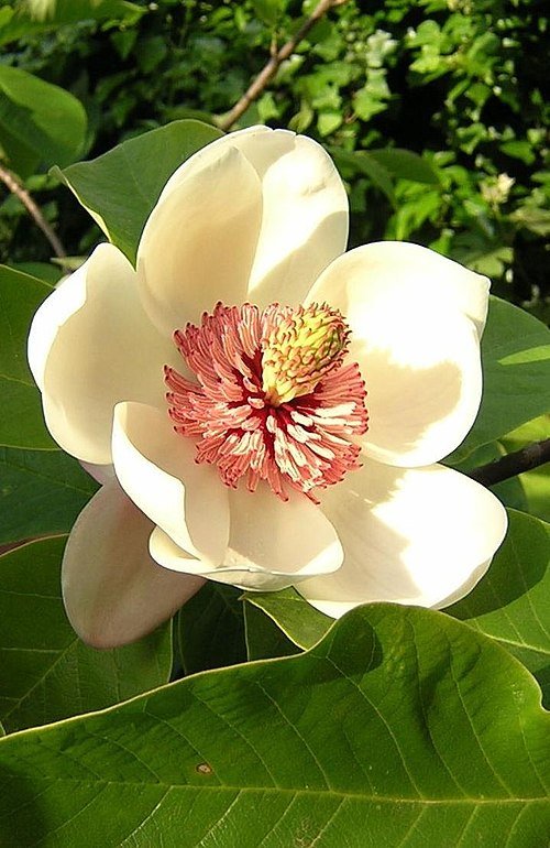 Magnolia ×wieseneri bloeiende roze bloem op groene bladeren achtergrond.