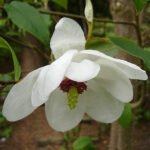 Prachtige Magnolia wilsonii bloem in volle bloei.