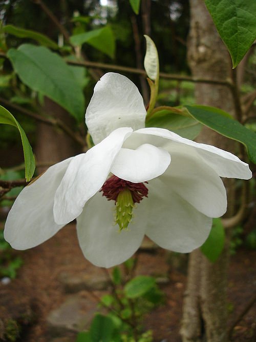 Prachtige Magnolia wilsonii bloem in volle bloei.