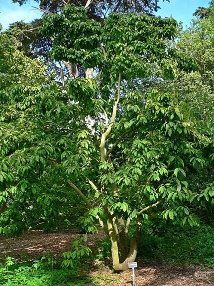 Magnolia zenii bloemen in volle bloei met groene bladeren.