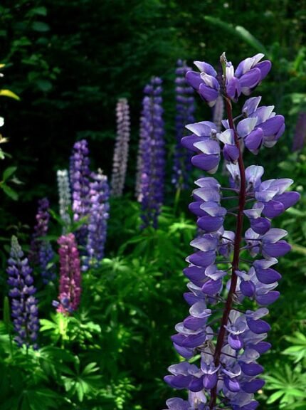 Bloeiende Lupinus subg. Platycarpos plant met paarse bloemen in de natuur.