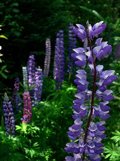 Bloeiende Lupinus subg. Platycarpos plant met paarse bloemen in de natuur.