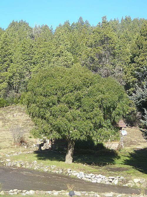 Maytenus boaria, een sierlijke boom met groene bladeren en rode bessen.