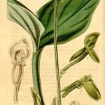Malaxis histionantha orchidee met kleine bloemen en groene bladeren op botanische illustratie.