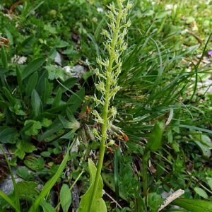 Malaxis plant met enkel blad, winterhard, gedijt in kleigrond.
