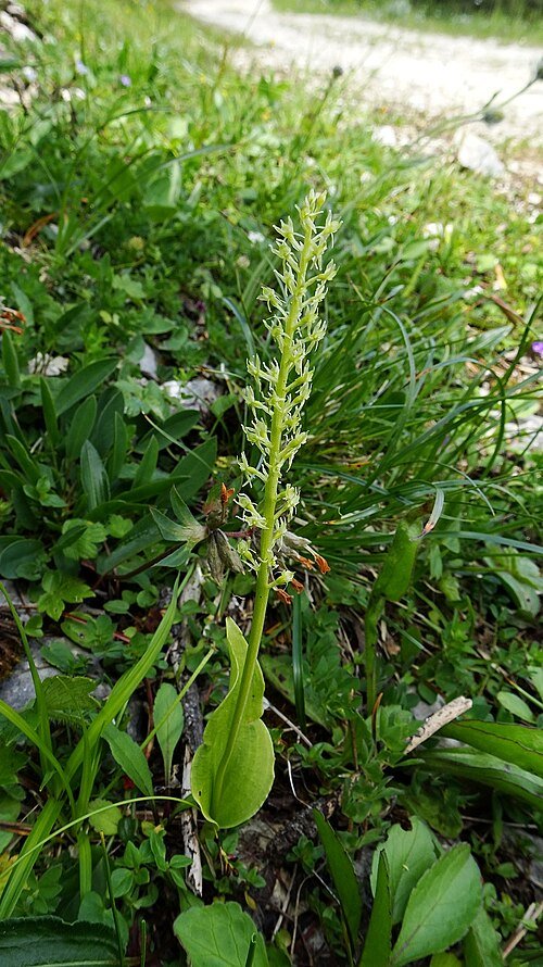 Malaxis plant met enkel blad, winterhard, gedijt in kleigrond.