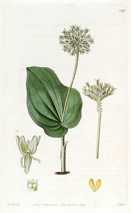Malaxis unifolia orchidee bloem op botanische illustratie in zwart-wit.