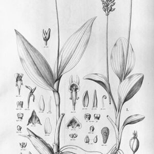 Malaxis warmingii orchidee bloemen in botanische setting.