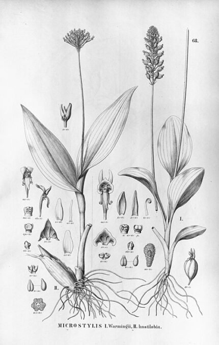 Malaxis warmingii orchidee bloemen in botanische setting.