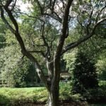 Bloeiende Malus spectabilis Riversii Rivers crabapple in roze en wit.