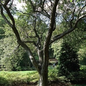 Bloeiende Malus spectabilis Riversii Rivers crabapple in roze en wit.