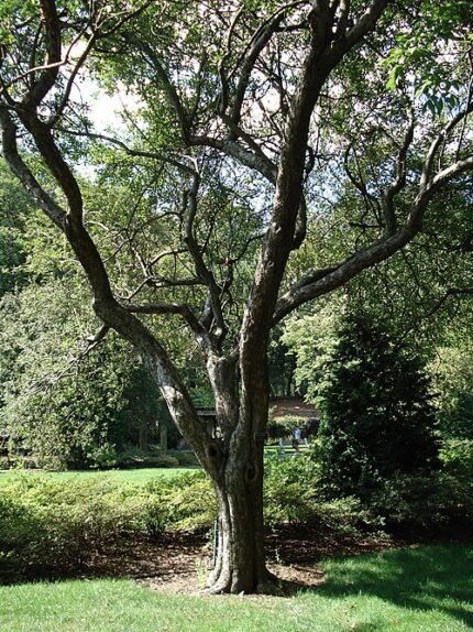 Bloeiende Malus spectabilis Riversii Rivers crabapple in roze en wit.