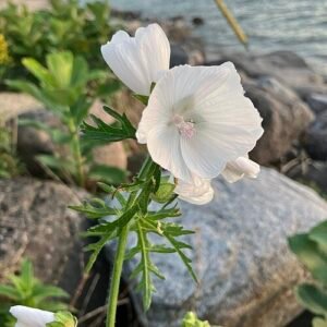 Bloeiende Malva arborea plant op kust van Lake Huron.