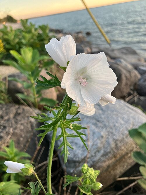 Bloeiende Malva arborea plant op kust van Lake Huron.