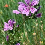 Groot kaasjeskruid bloeiend in een tuin in juni.
