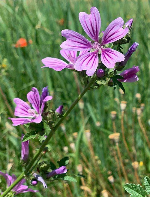 Groot kaasjeskruid bloeiend in een tuin in juni.