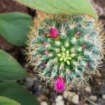Mammillaria rekoi cactus met gouden stekels in een botanische tuin.