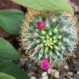 Mammillaria rekoi cactus met gouden stekels in een botanische tuin.