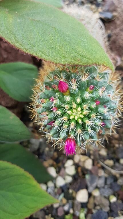 Mammillaria rekoi cactus met gouden stekels in een botanische tuin.