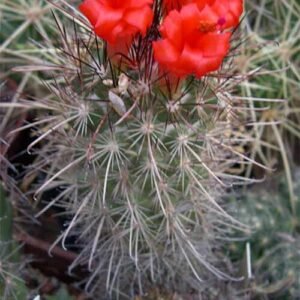 Cochemiea maritima cactus met witte stekels op stenen achtergrond.