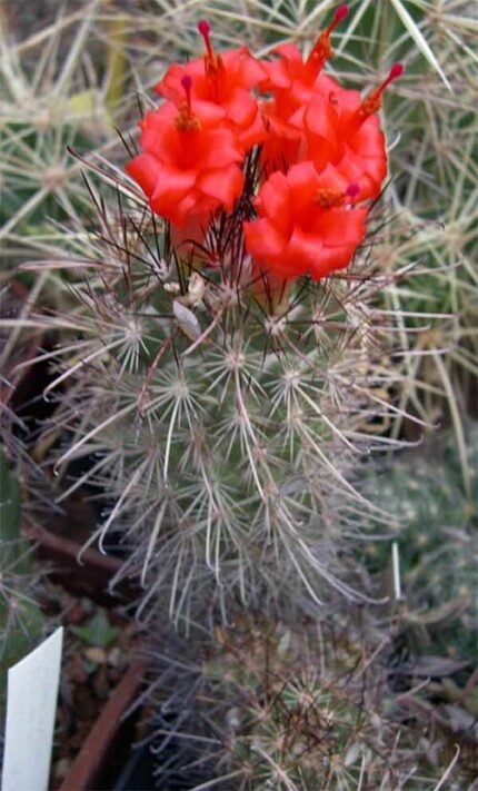 Cochemiea maritima cactus met witte stekels op stenen achtergrond.