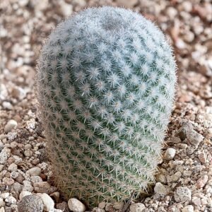 Mammillaria albilanata cactus met wit pluizig lichaam en gele stekels.