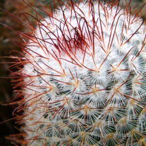 Mammillaria Bombycina cactus met witte wollige beharing en roze bloemen.