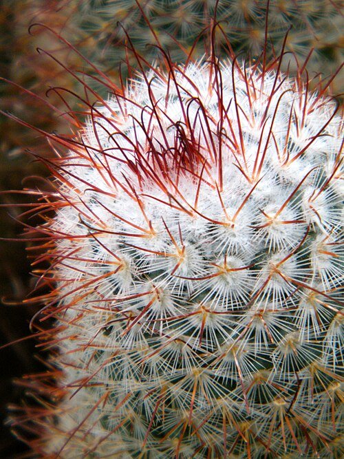 Mammillaria Bombycina cactus met witte wollige beharing en roze bloemen.