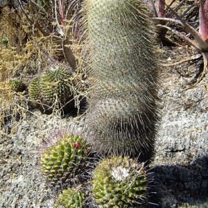 Mammillaria dixanthocentron cactus met heldergele bloemen en stekelige groene stelen in een keramische pot.