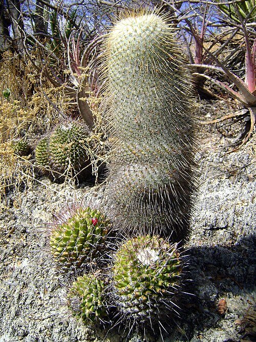 Mammillaria dixanthocentron cactus met heldergele bloemen en stekelige groene stelen in een keramische pot.