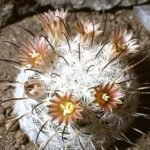 Mammillaria gasseriana cactus met roze bloemen in bloei.