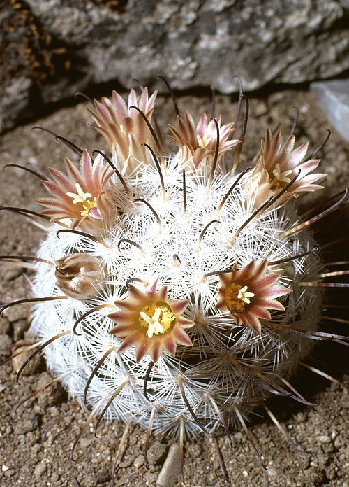 Mammillaria gasseriana cactus met roze bloemen in bloei.