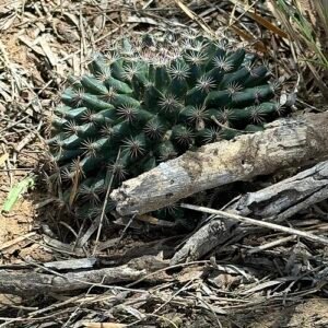 Mammillaria heyderi cactus met stekelige cilindervormige stelen en kleine roze bloemen.