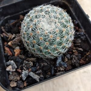 Mammillaria microthele cactus met witte bloemen in terracotta pot.